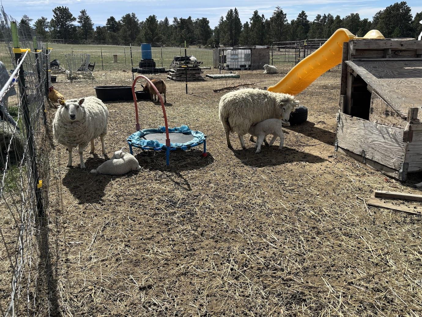 Sheep at Cole Canyon Farm
