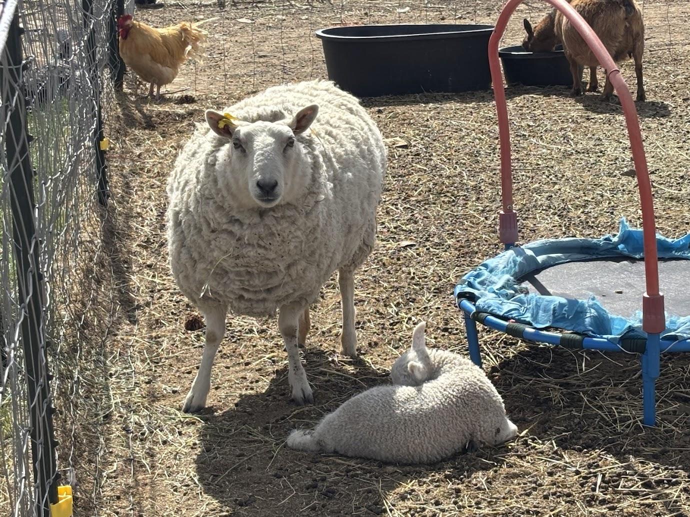 Sheep at Cole Canyon Farm