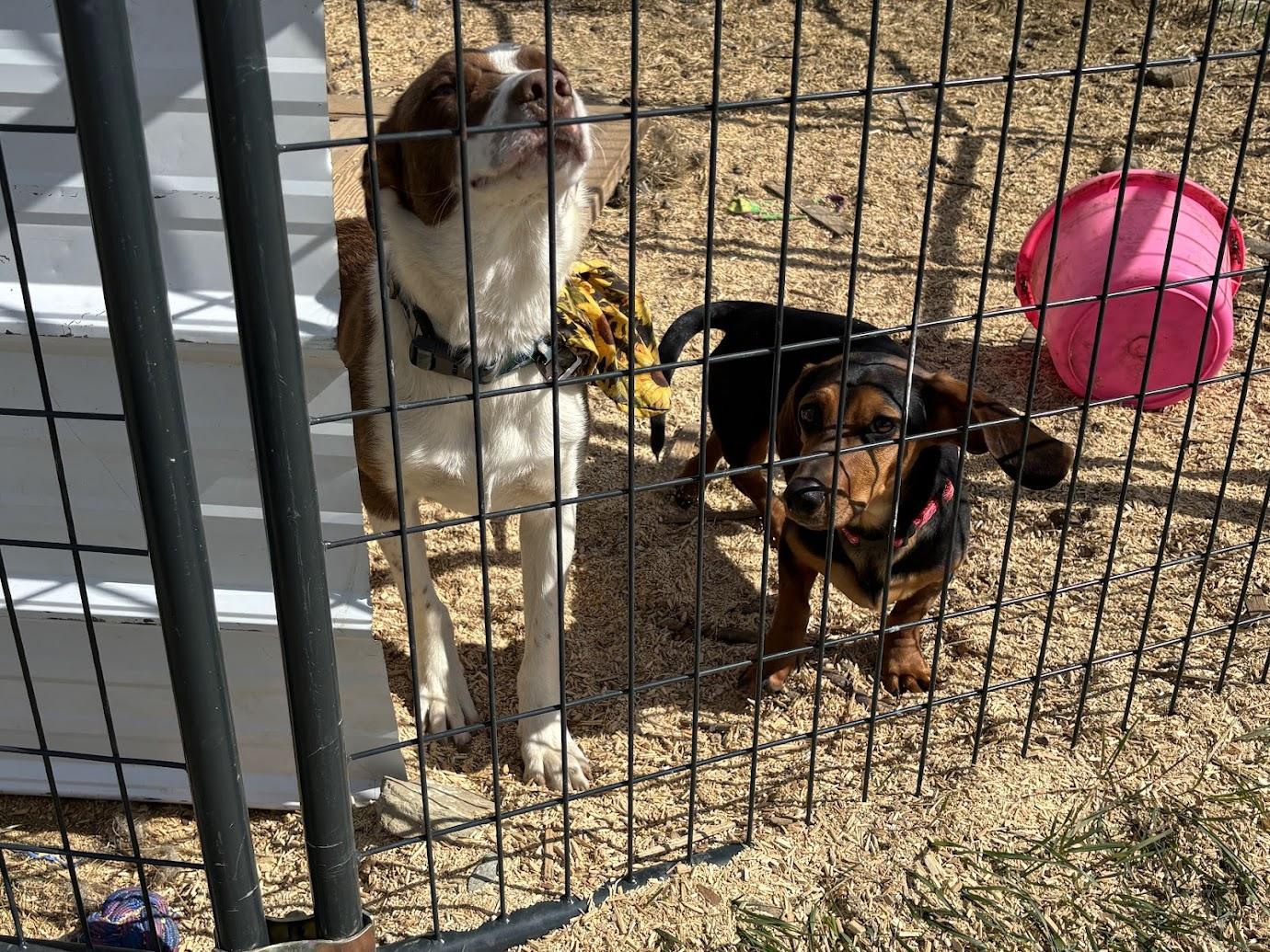 Farm dog at Cole Canyon Farm