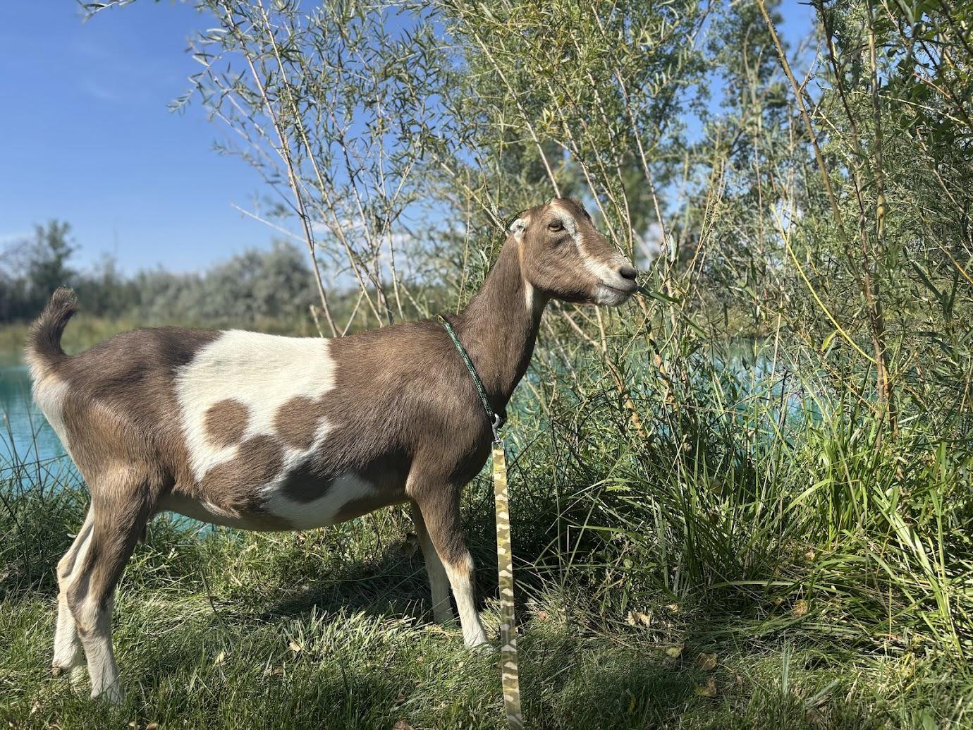 Goat at Cole Canyon Farm