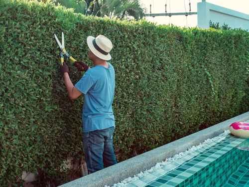 Bush Trimming in Arlington
