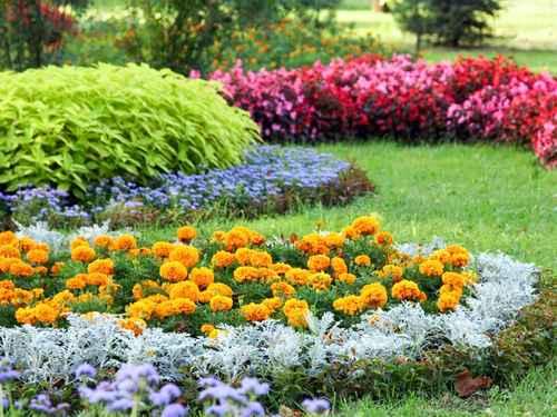 Fall Clean-ups Arlington