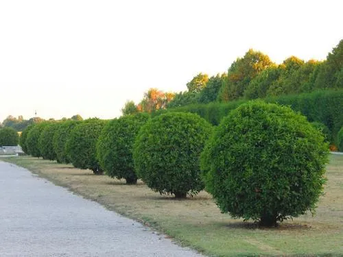  Lawn Maintenance