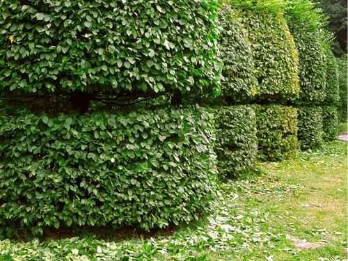 Belmont Bush Trimming