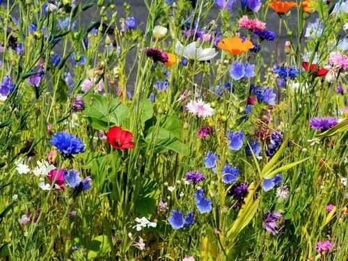  Lawn Maintenance