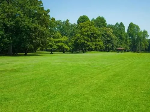  Lawn Maintenance