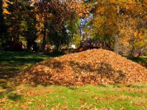 Belmont Fall Clean-ups