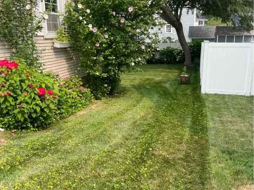 Bush Trimming Arlington