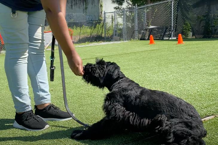 puppy-boarding