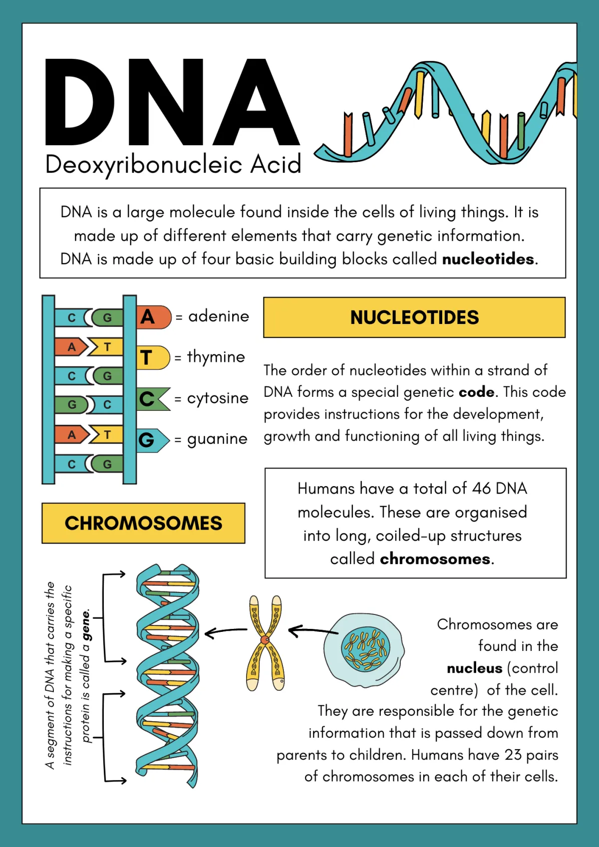 DNA infographic