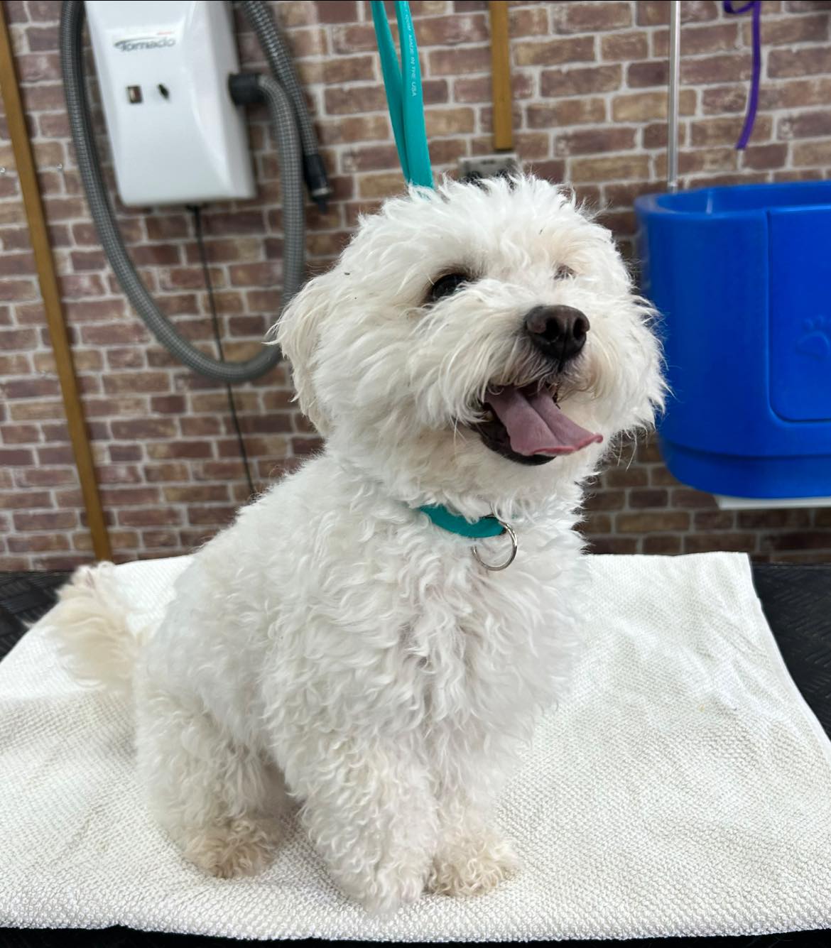 {{ custom_values.service_1 }} in {{custom_values.biz_area_1})