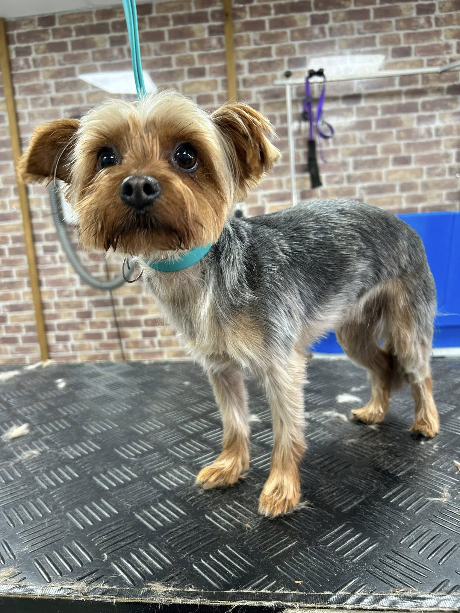 Nervous Dog Specialist Grooming in Hull