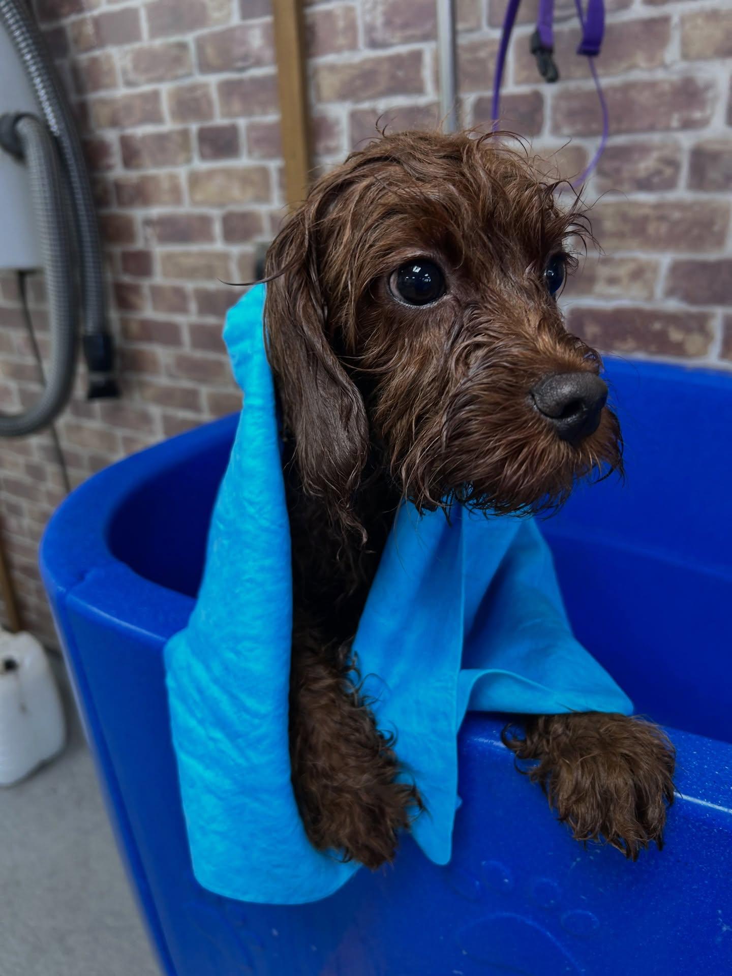 Bath & Dry (De-Shed) Short Coat Breeds in Hull
