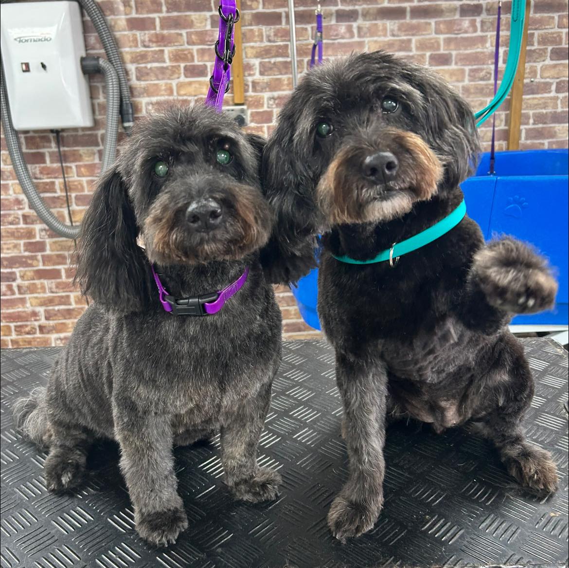 Mini Groom - Tidy Up in Hull