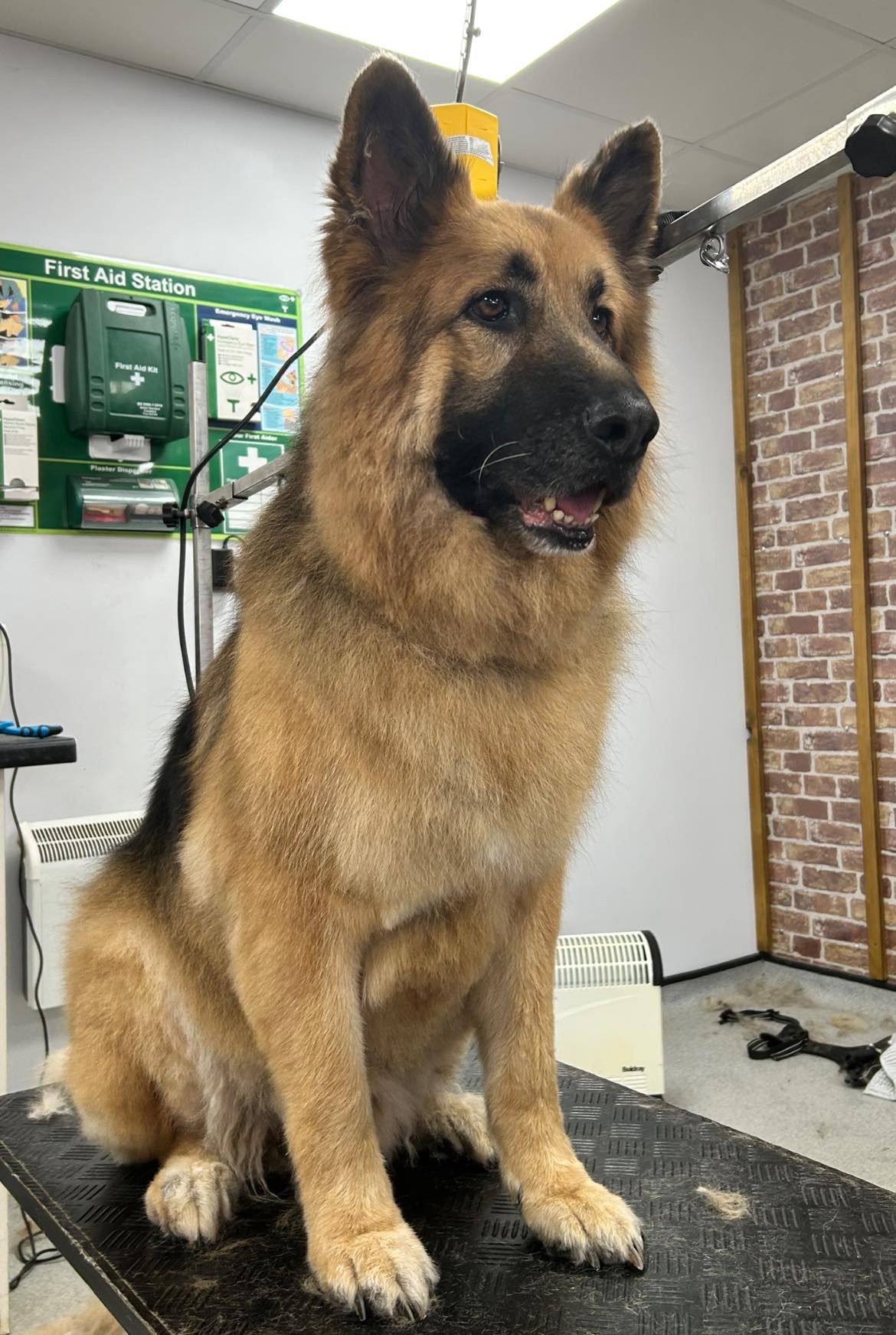 Double or Long Coat Groom in Hull