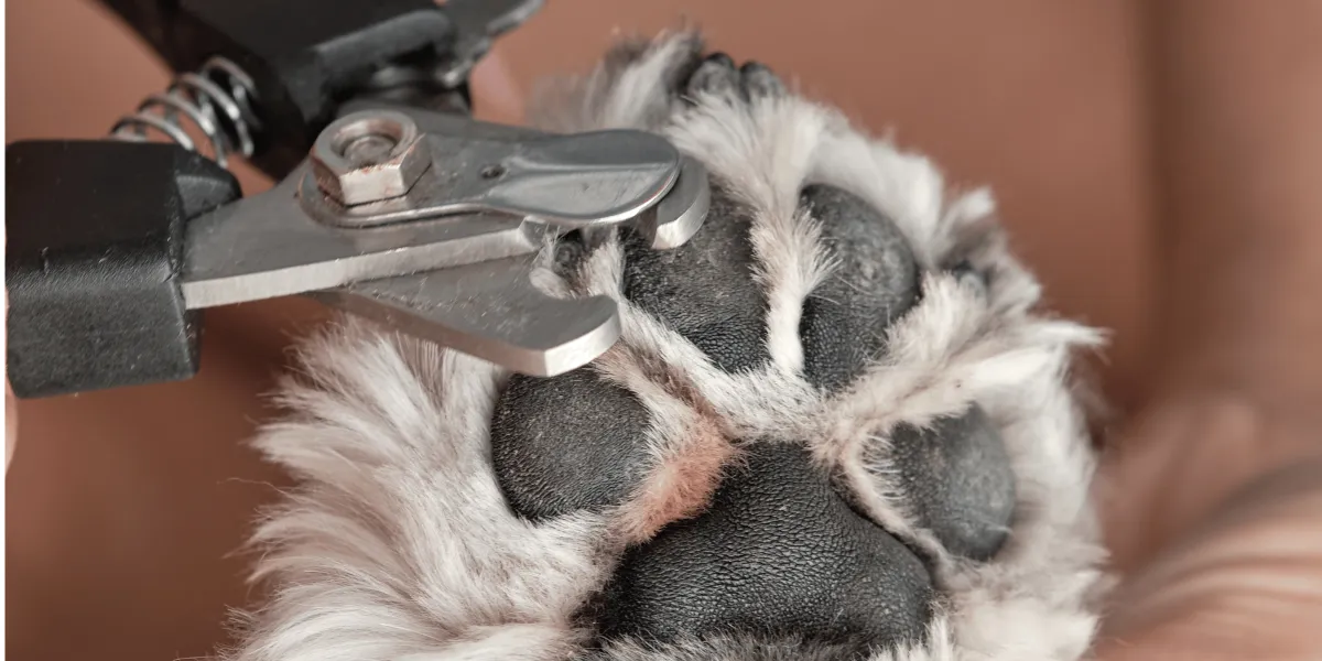 Nail Clipping in Hull