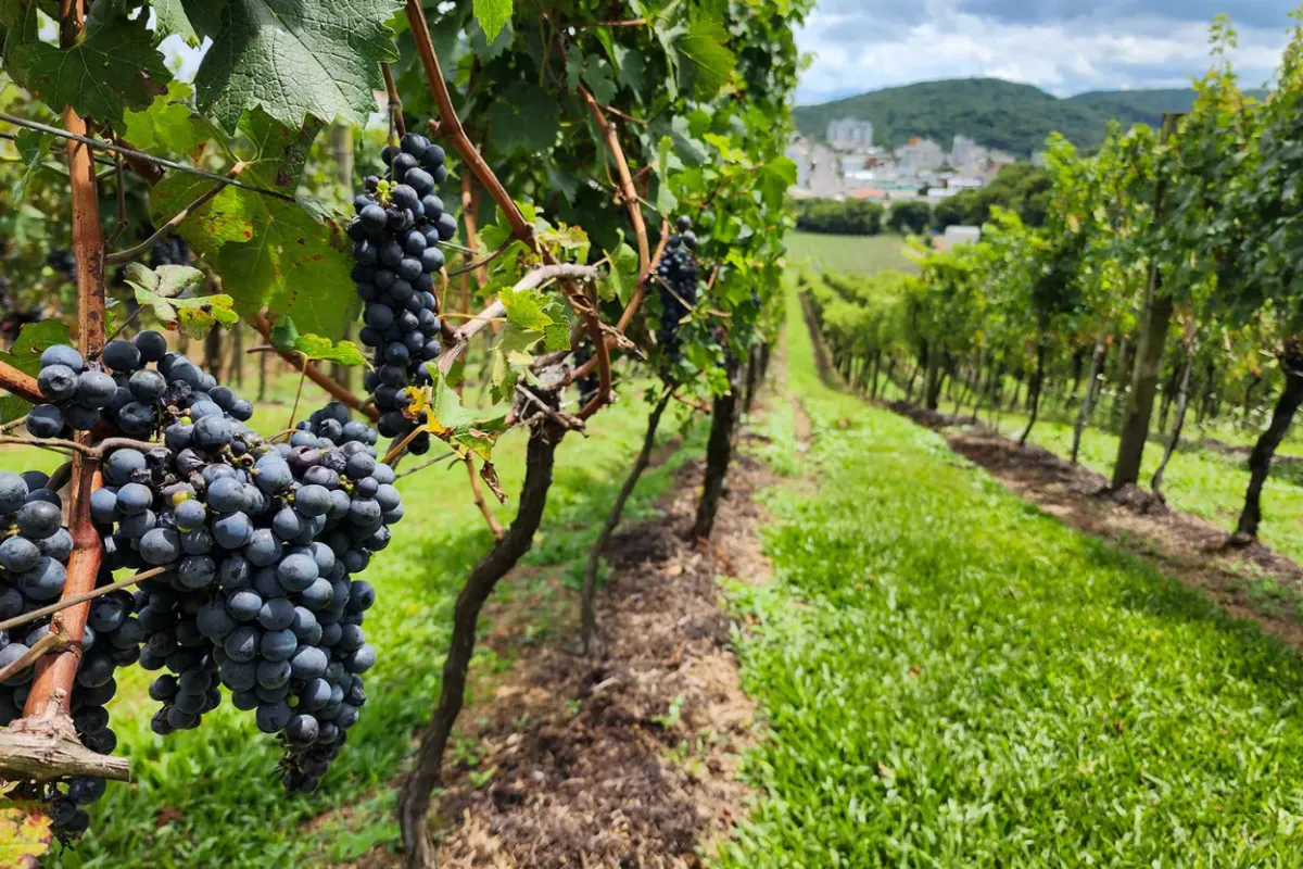 Rua histórica com guia explicando arquitetura a pequeno grupo, roteiro cultural Home Turismo.