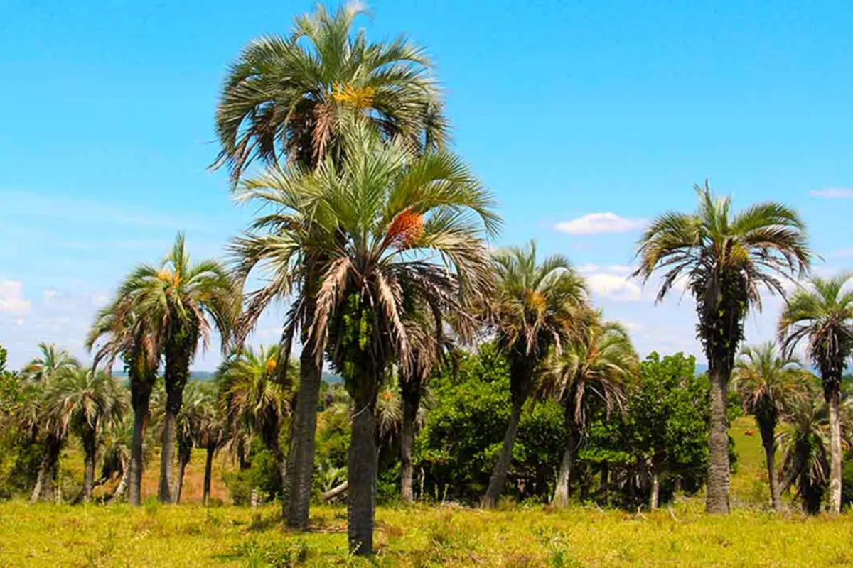 Rua histórica com guia explicando arquitetura a pequeno grupo, roteiro cultural Home Turismo.