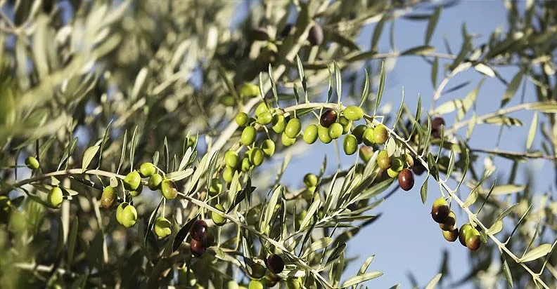 Rua histórica com guia explicando arquitetura a pequeno grupo, roteiro cultural Home Turismo.