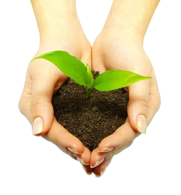 Cupped hands with small plant
