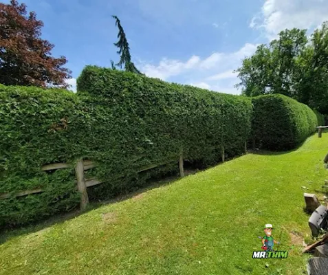 hedge trimming and tree pruning