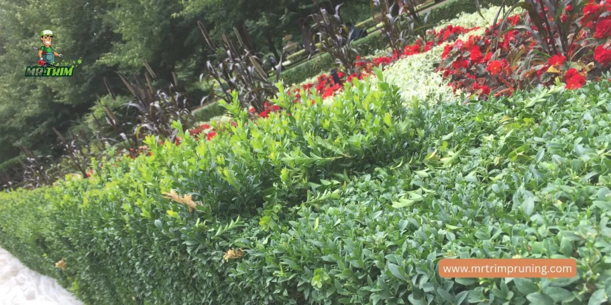 When Is the Best Time for Hedge Trimming in Bowmanville?