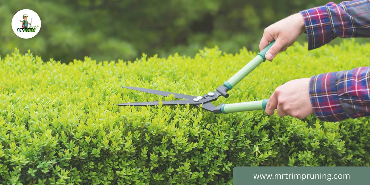 tree and shrub trimming