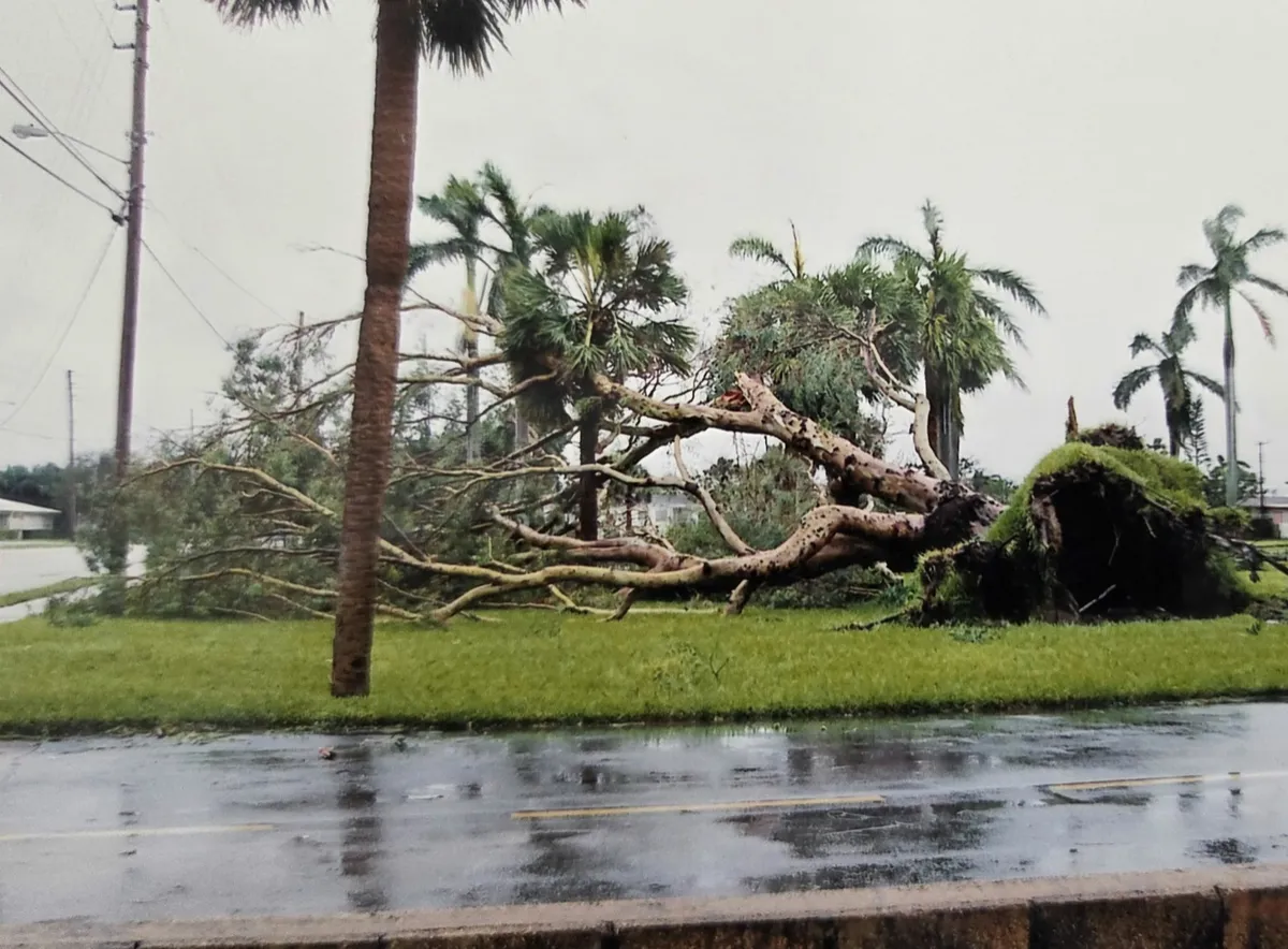 Falling Trees
