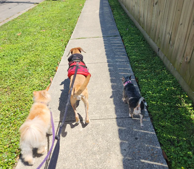 dog boarding services in new orleans