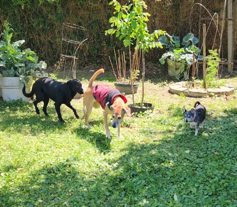 dog boarding in new orleans