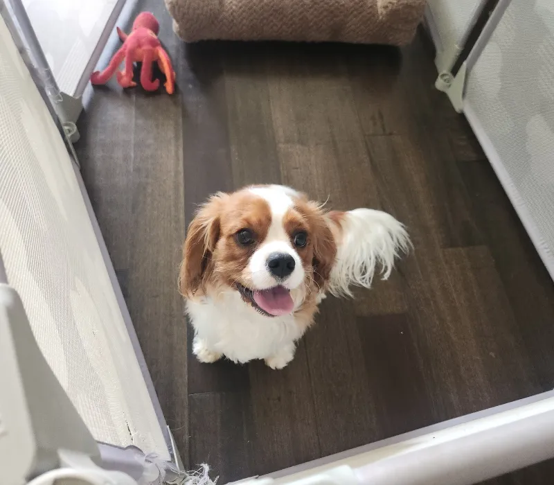 professional pet care in new orleans