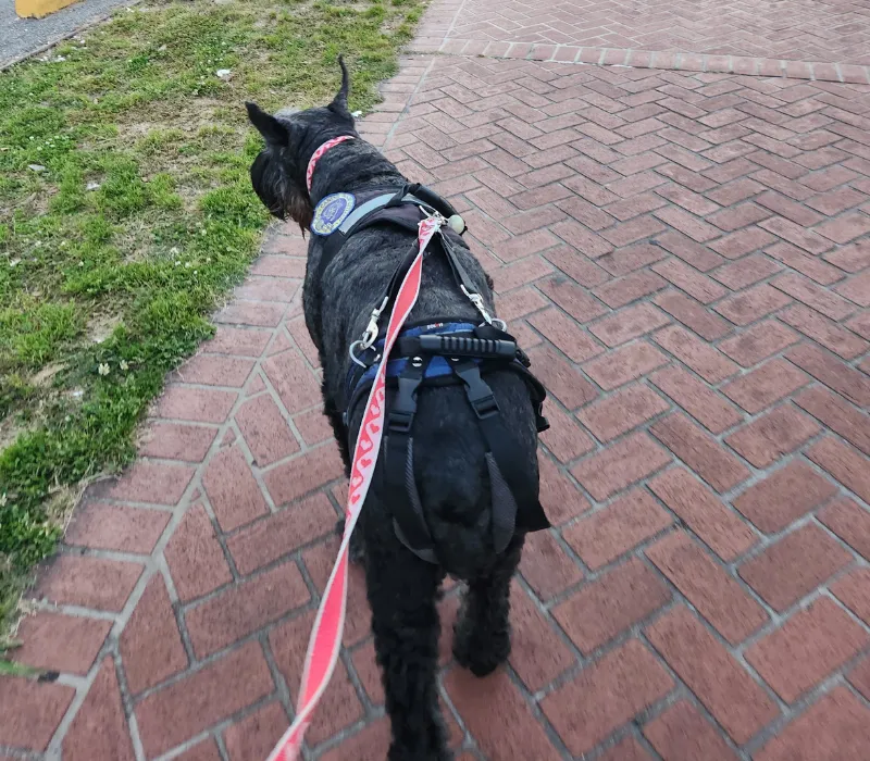 professional boarding in new orleans