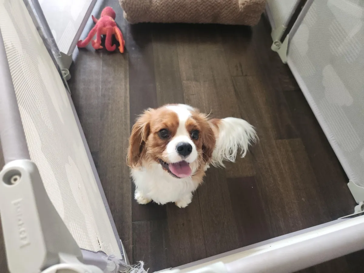 professional dog boarding near me