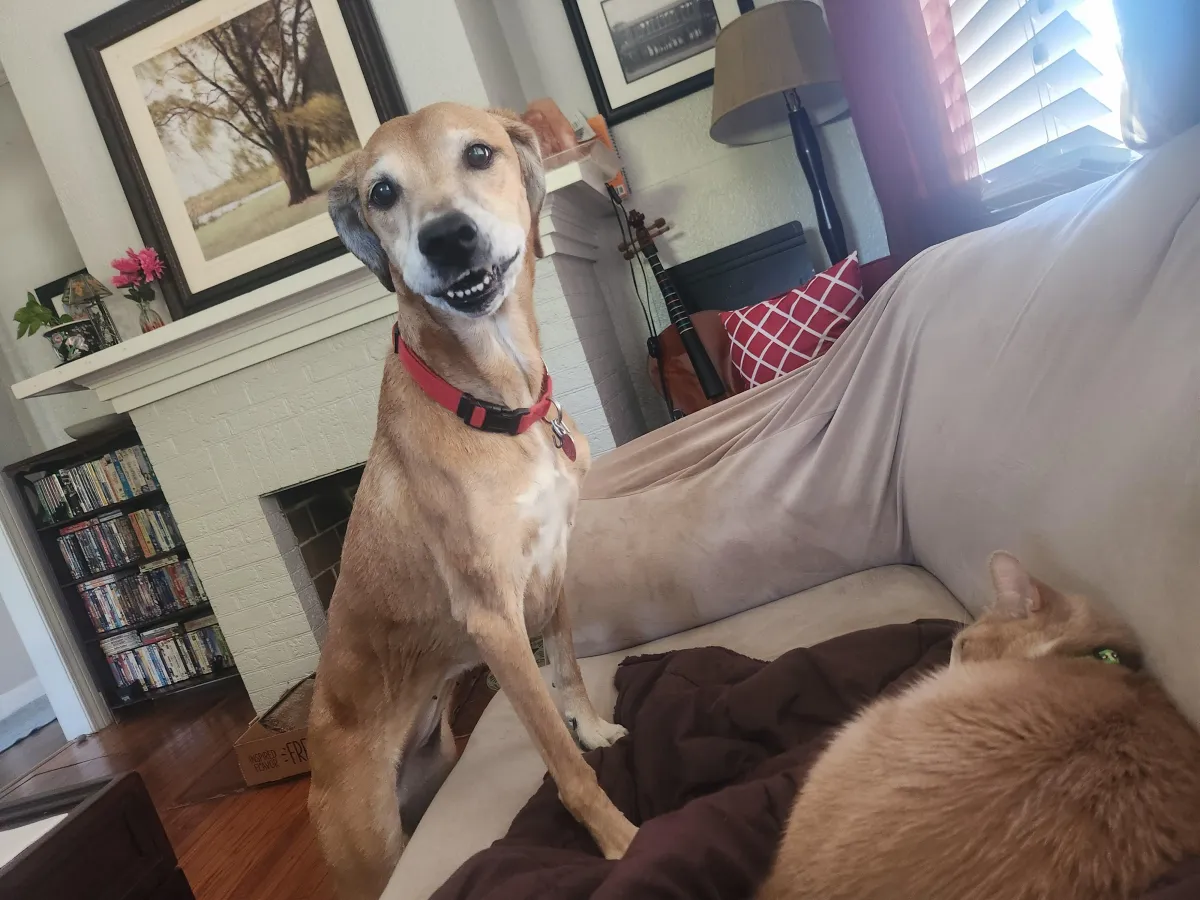 New Orleans pet care