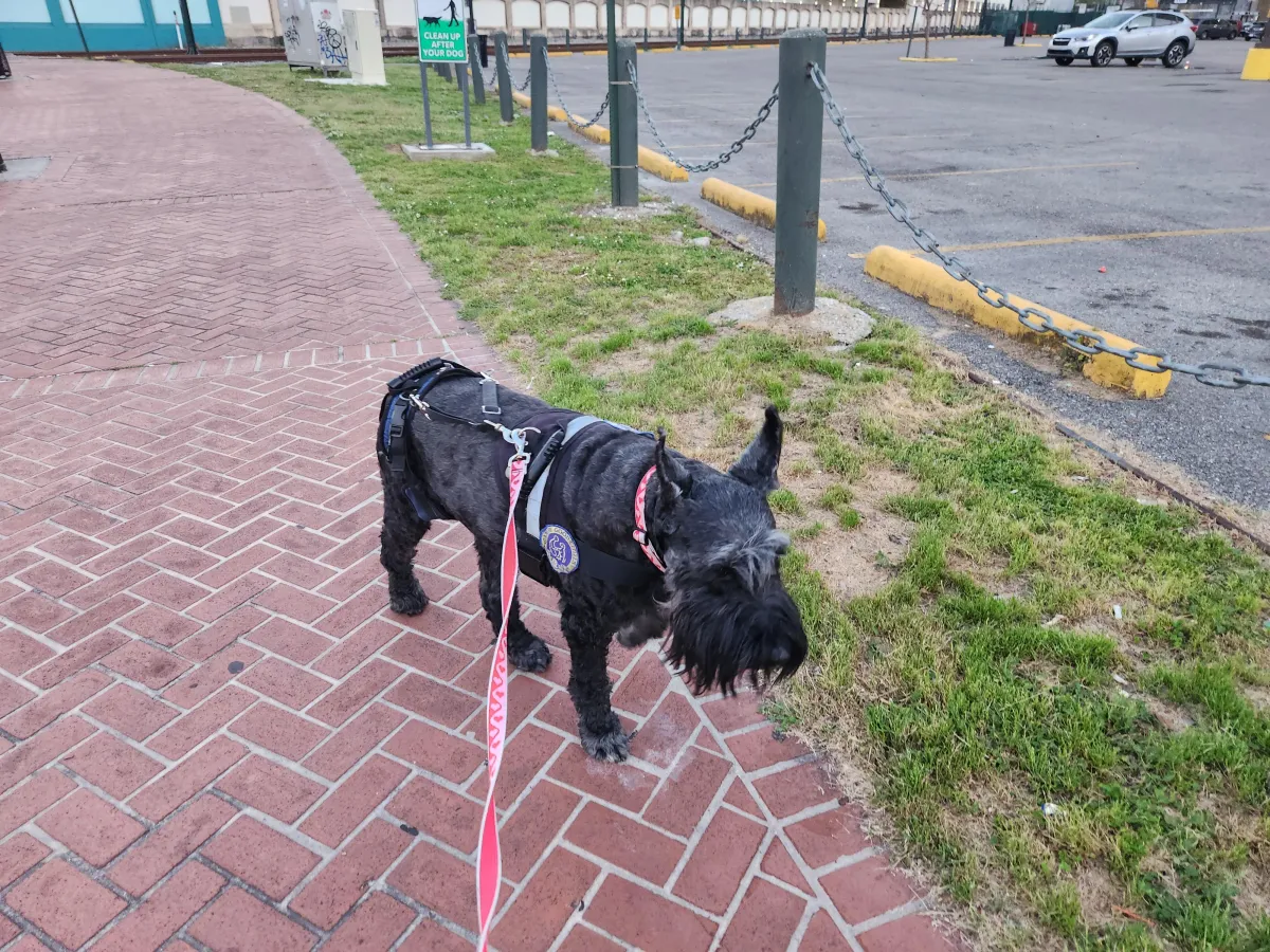 dog training services New Orleans