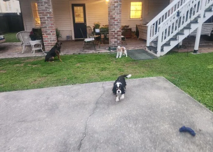New Orleans dog boarding