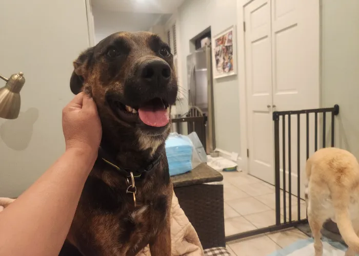 dog boarding in new orleans
