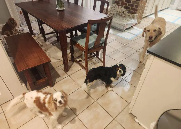 dog boarding services new orleans