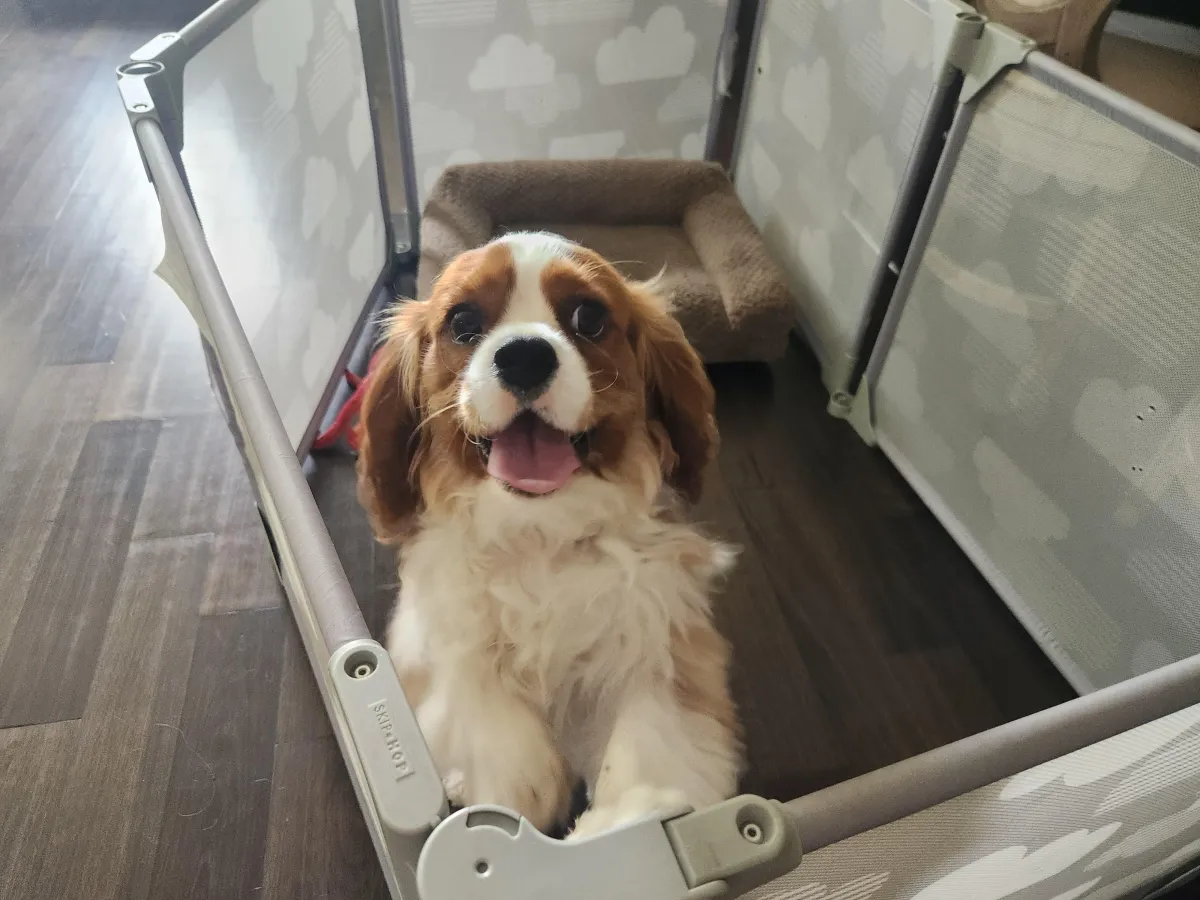 new-orleans-dog-daycare
