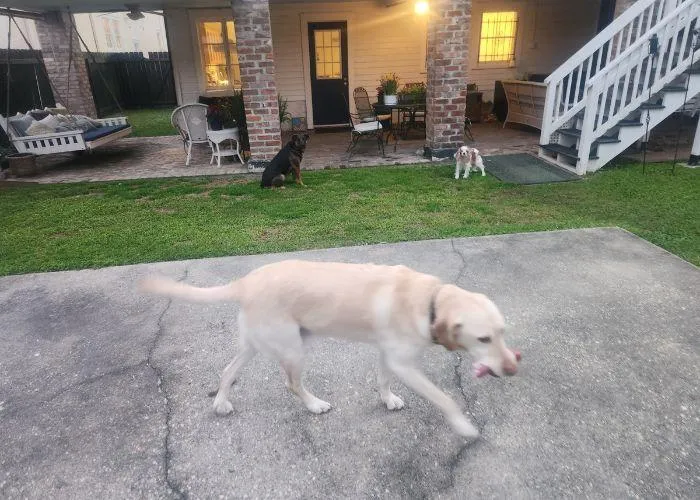 Doggy-daycare-new-orleans