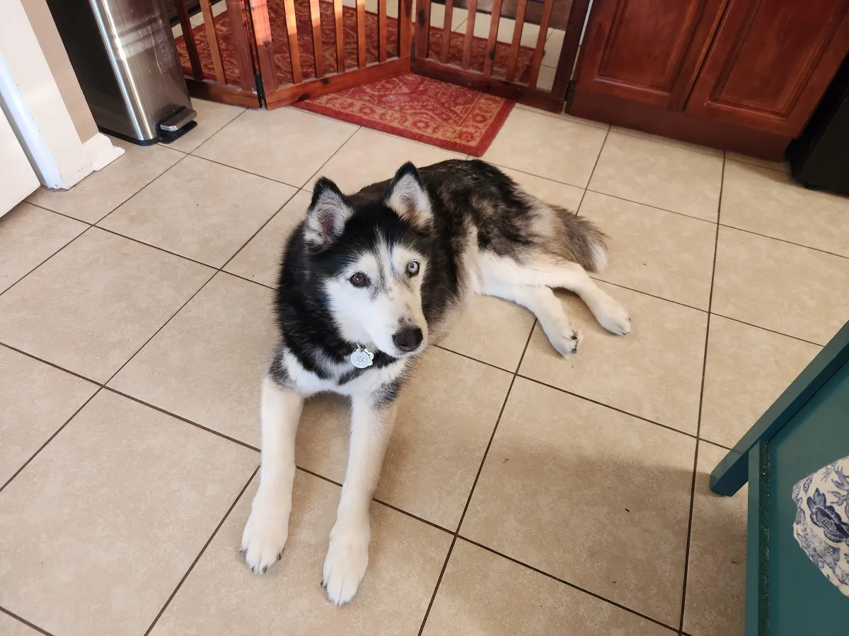 dog-daycare-in-New Orleans-la