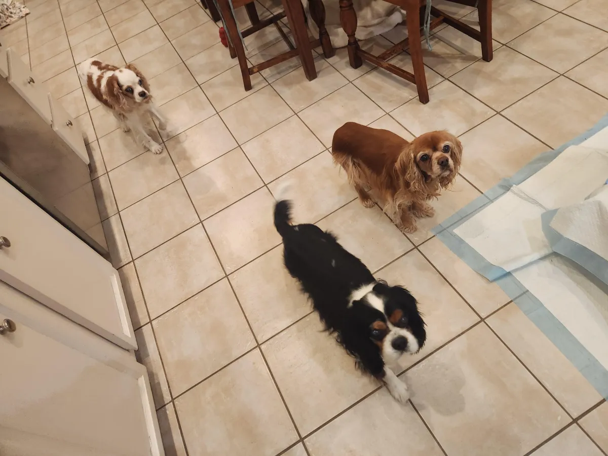 dog-daycare-in-new-orleans