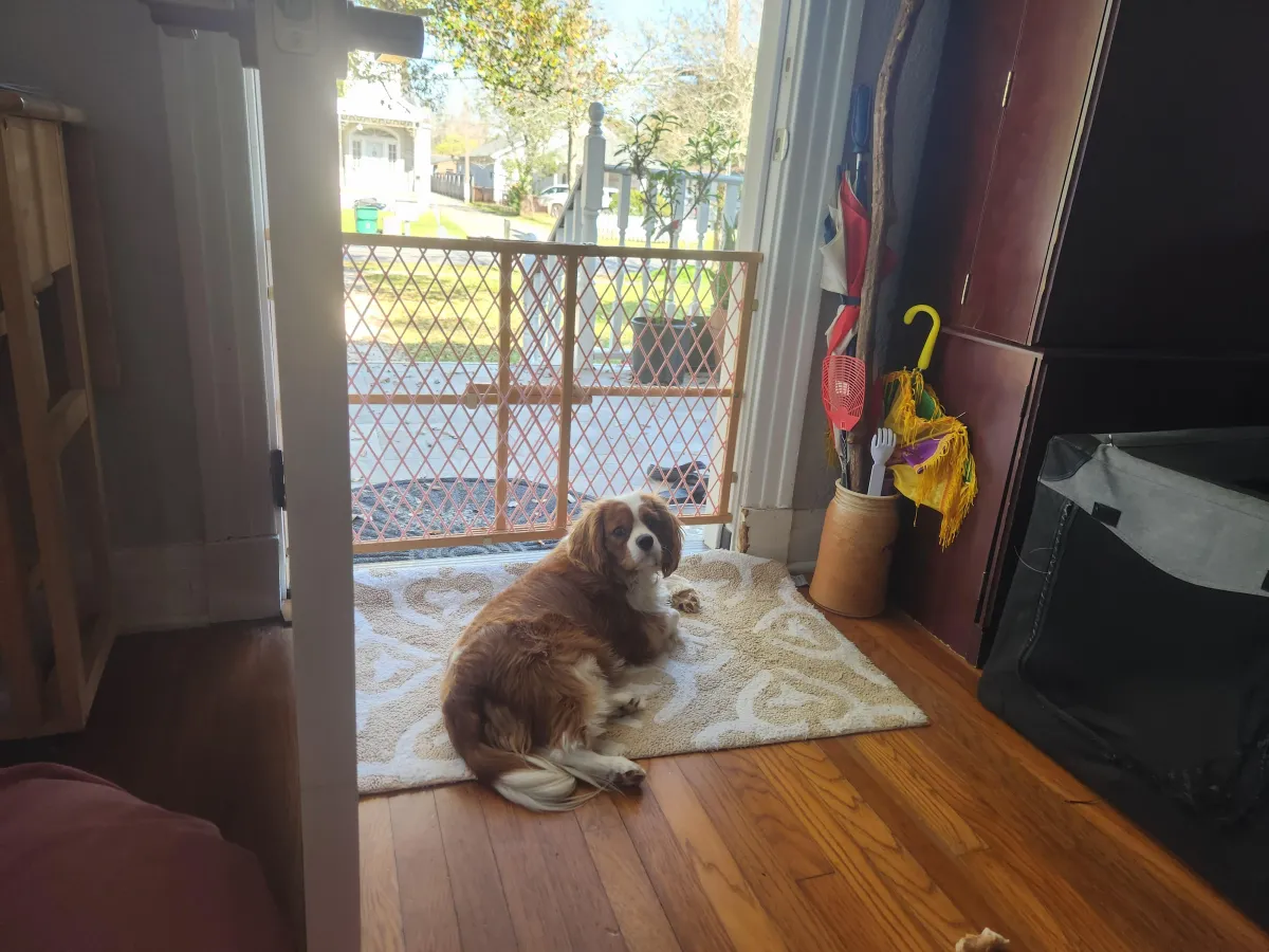 doggy-daycare-near-me-new-orleans
