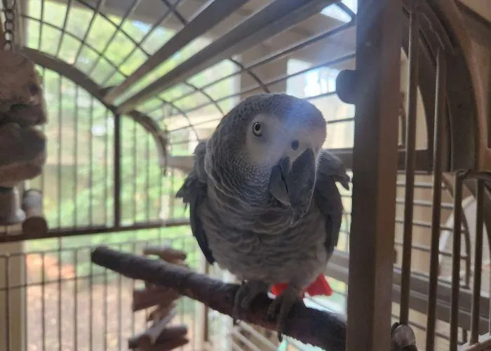 new orleans pet sitting