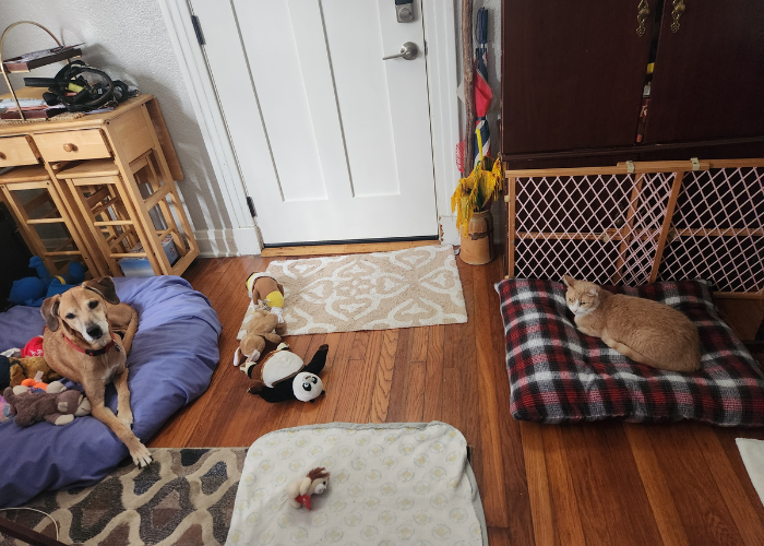 pet sitting new orleans la