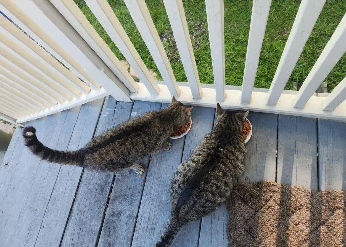 cat sitting new orleans
