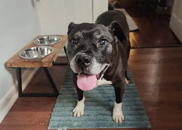 pet sitting near me