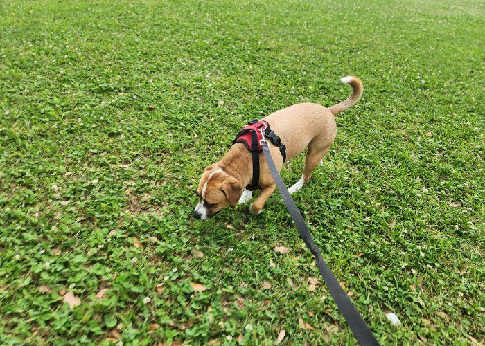 Pet Sitter in New Orleans La