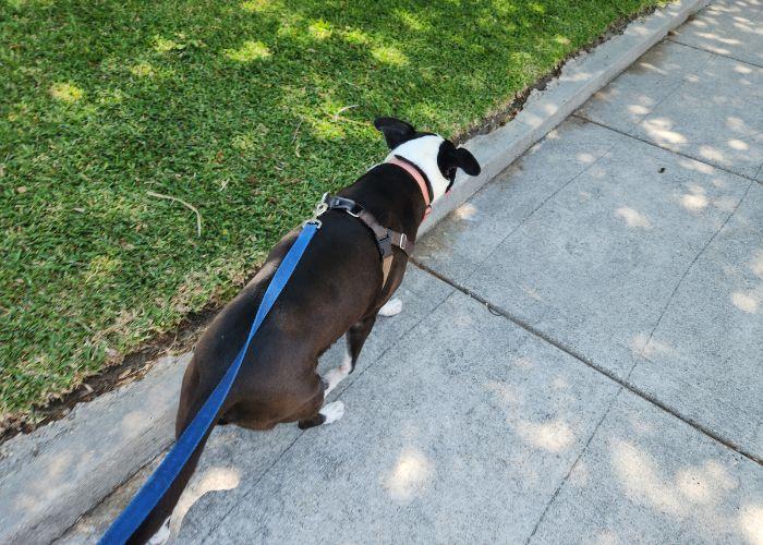 dog walking services New Orleans