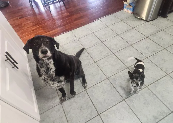 New Orleans dog training